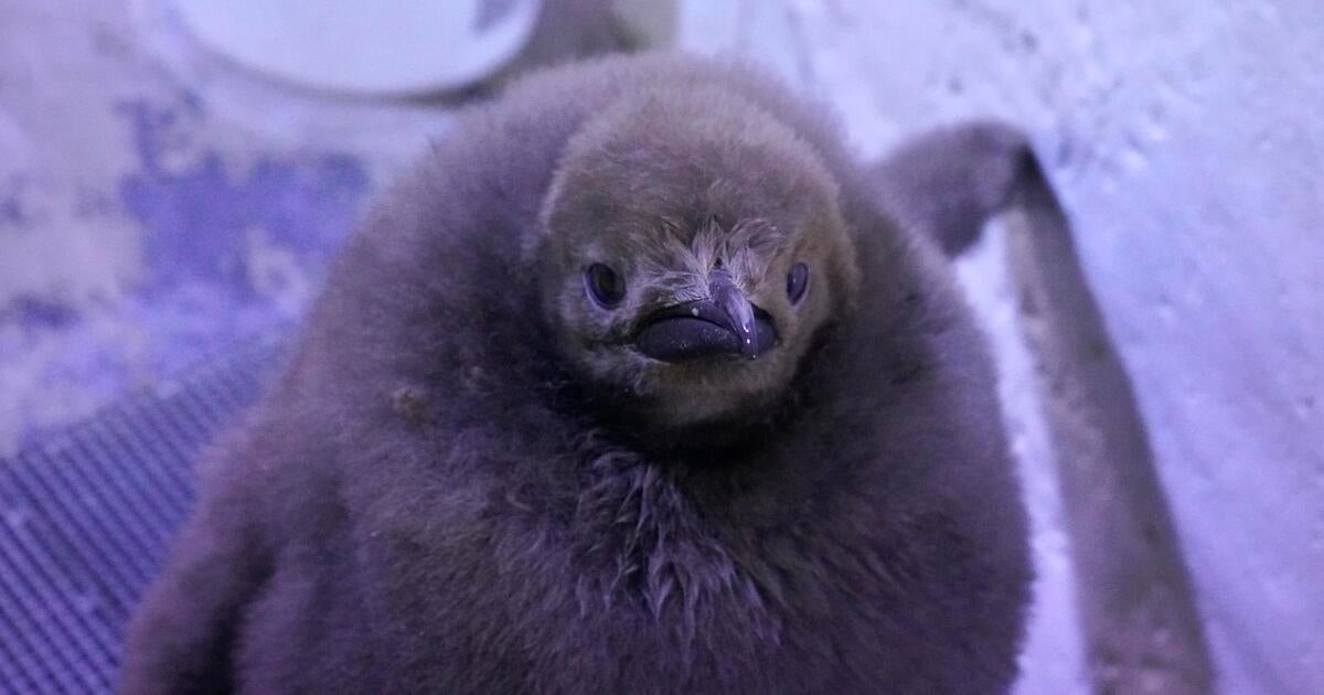 baby-king-penguin-detroit-zoo
