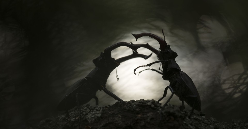 close-up-photography-awards-2024