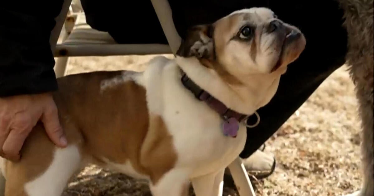 bill-berloni-rescue-dogs-stage-stars