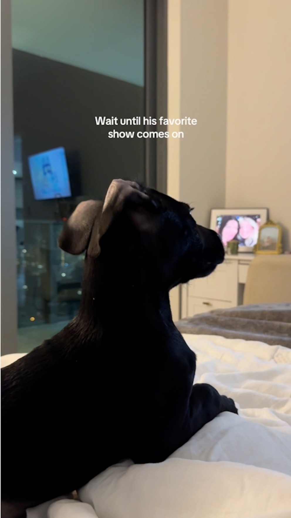 bluey-dog-love-viral-sensation