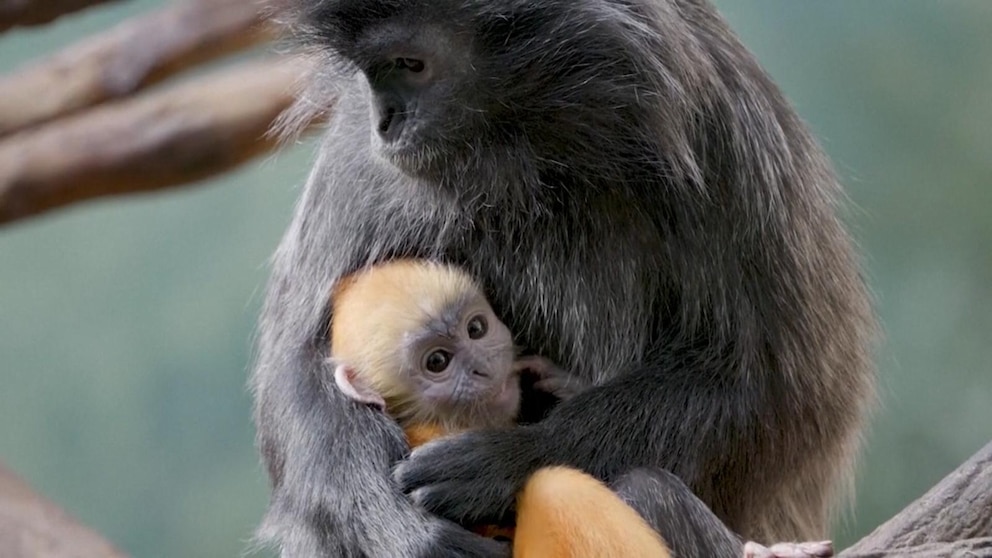 bronx-zoo-silvered-langur