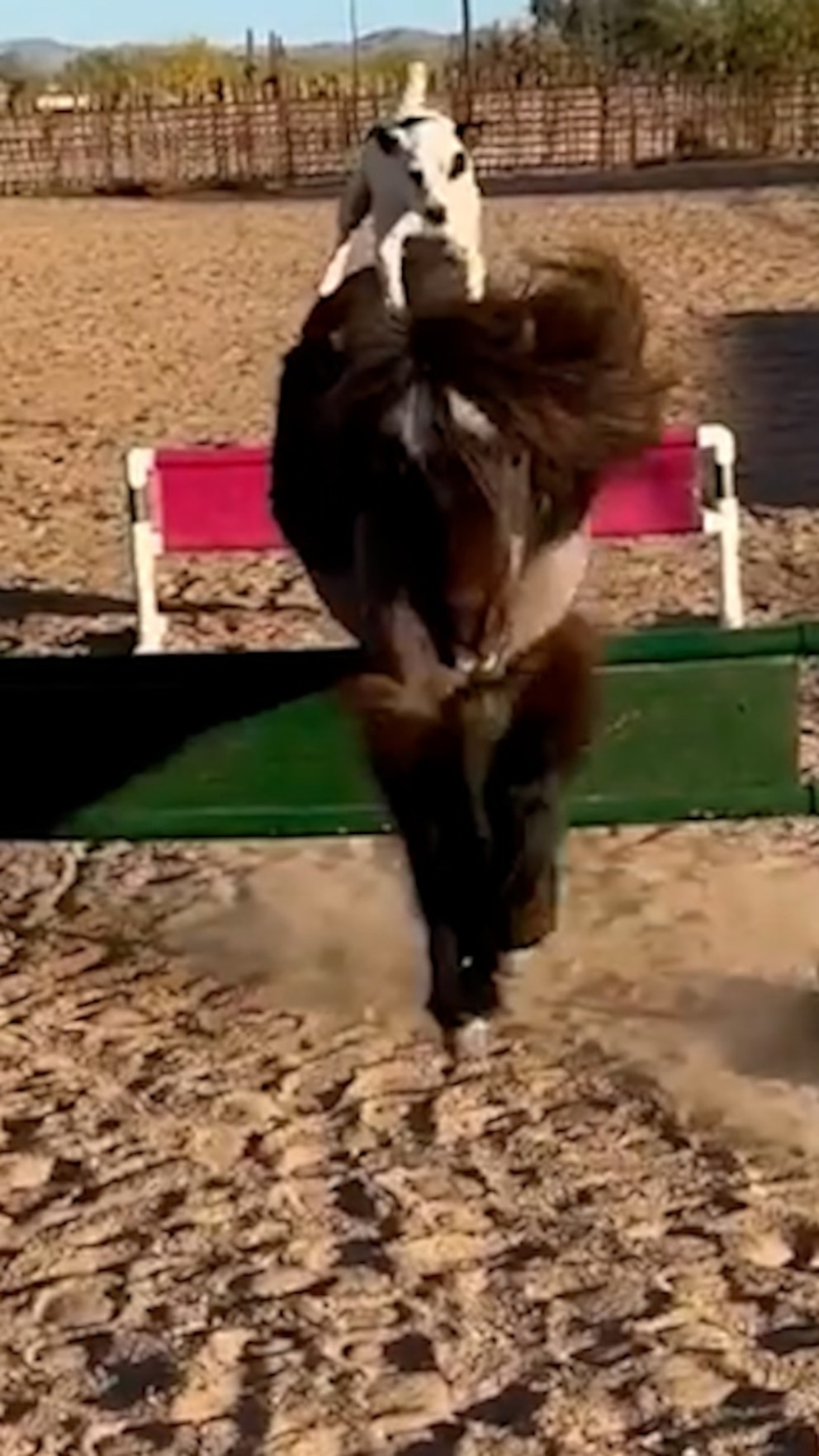 dog-riding-horse-video