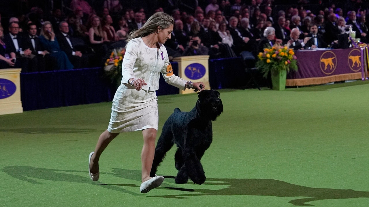 monty-giant-schnauzer-westminster-dog-show