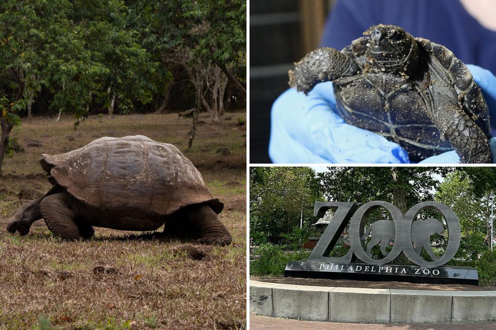 galapagos-tortoises-philadelphia-zoo-parents
