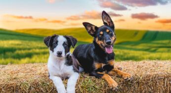 Australia’s Iconic Muster Dogs Set for UK Debut: What’s Behind the Buzz?