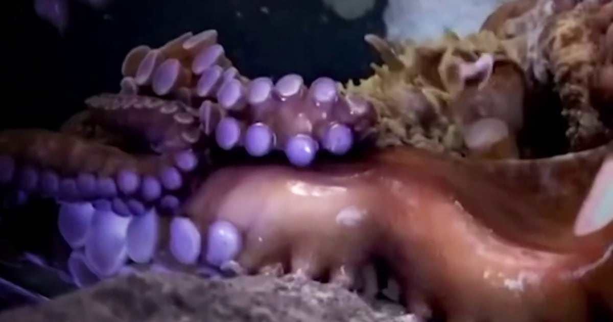 aquarium-incident-octopus