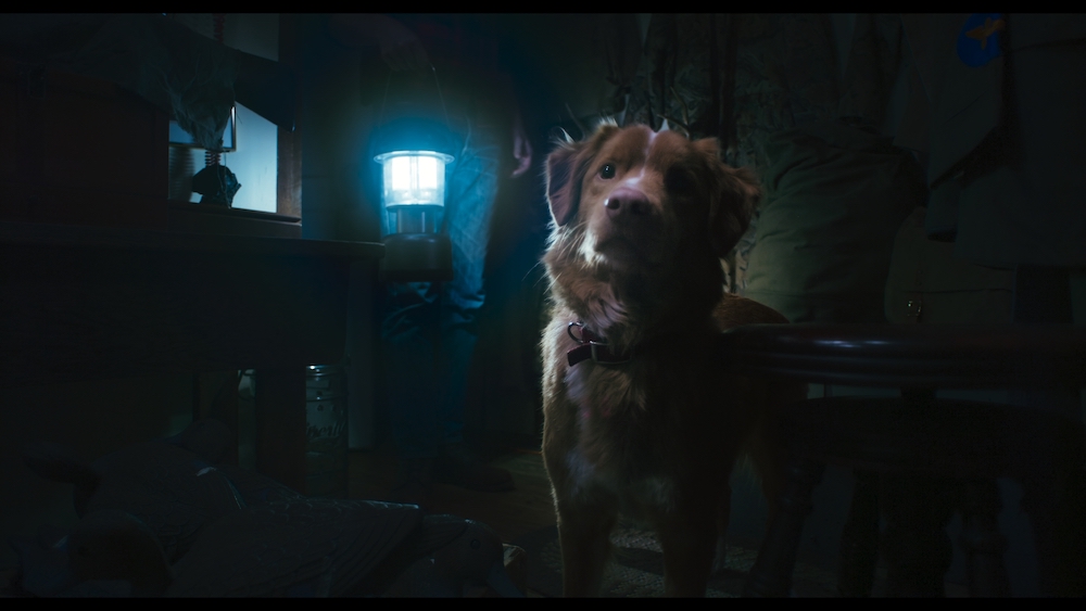 horror-film-good-boy-trailer